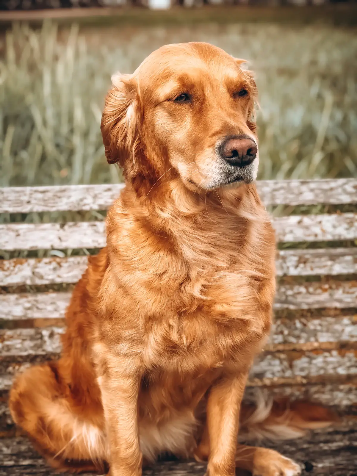 Maple