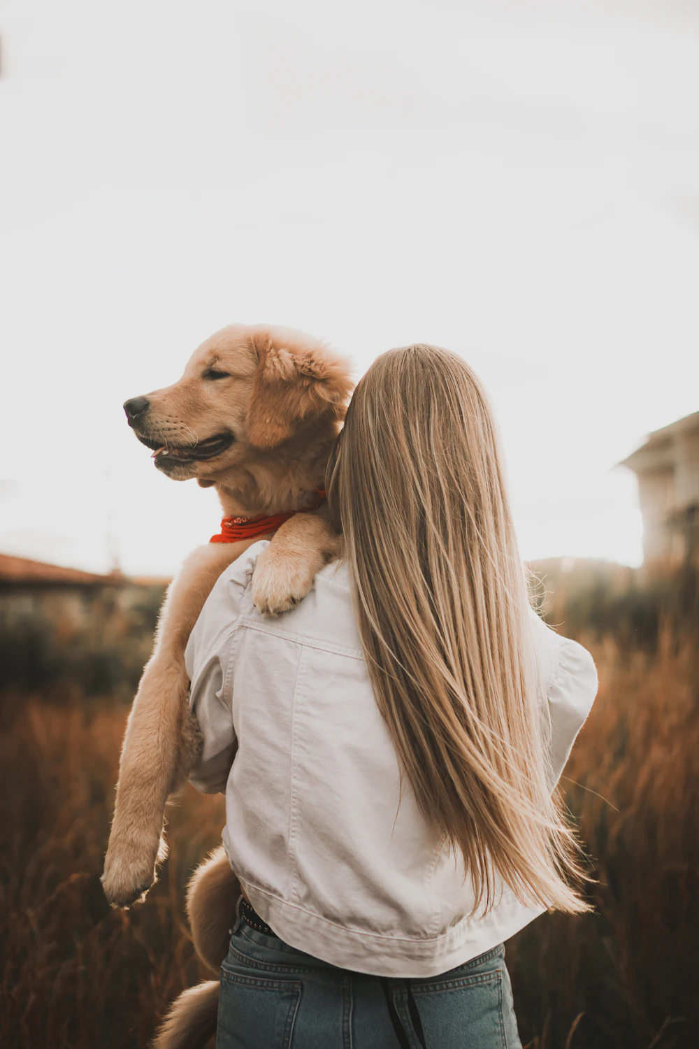 A girl carrying her golden retriever puppy in the evening light