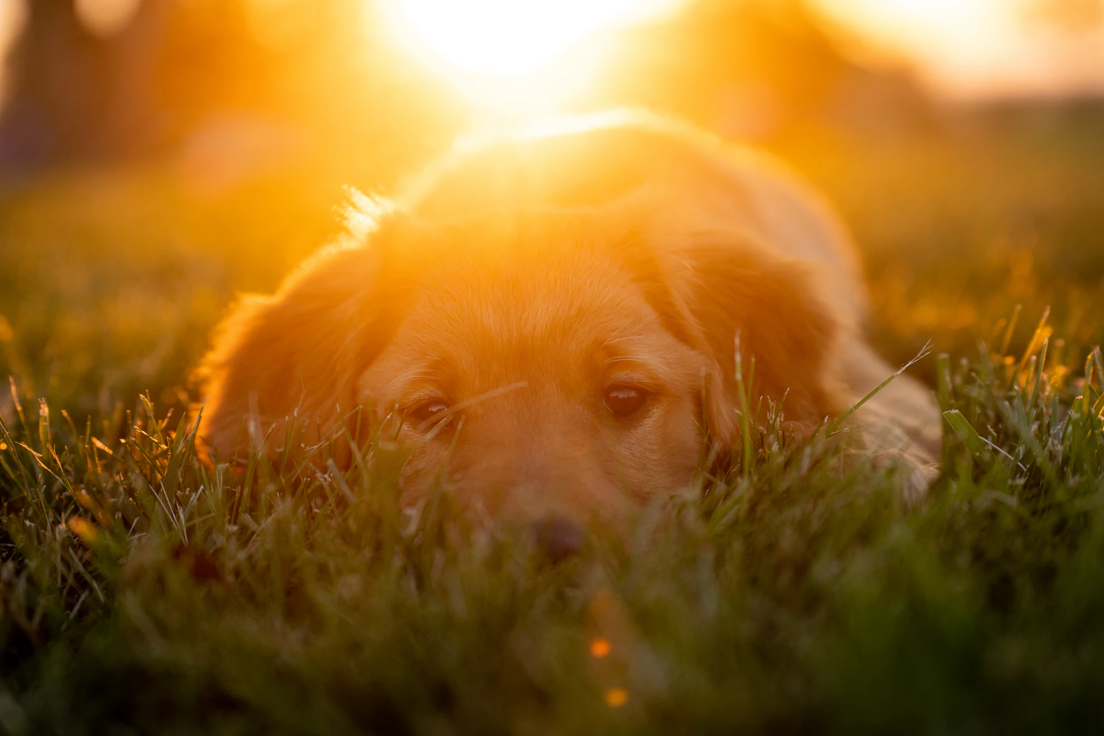 A golden retriever resting in glowing evening grass