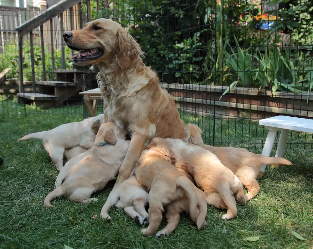 Born at the Resort