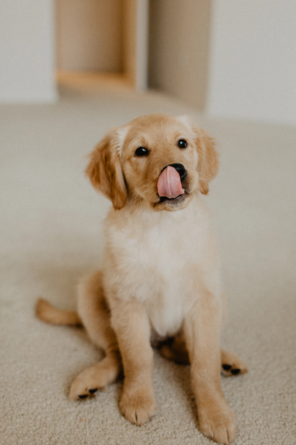 Ember, a deep gold female golden retriever puppy