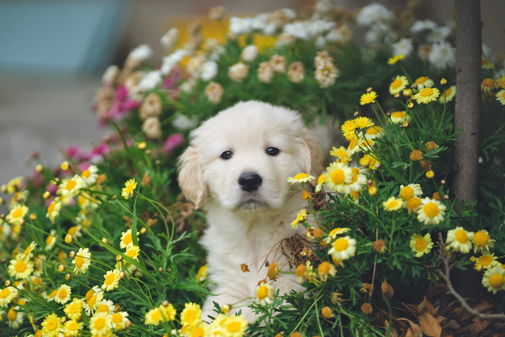Marigold, a pale cream female golden retriever puppy