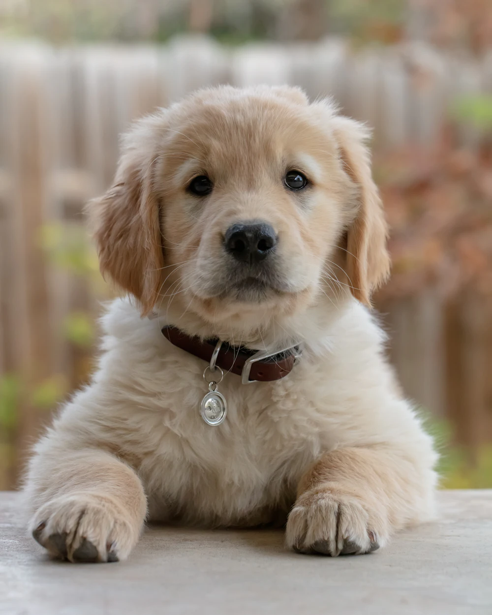 Pecan, a medium gold male golden retriever puppy