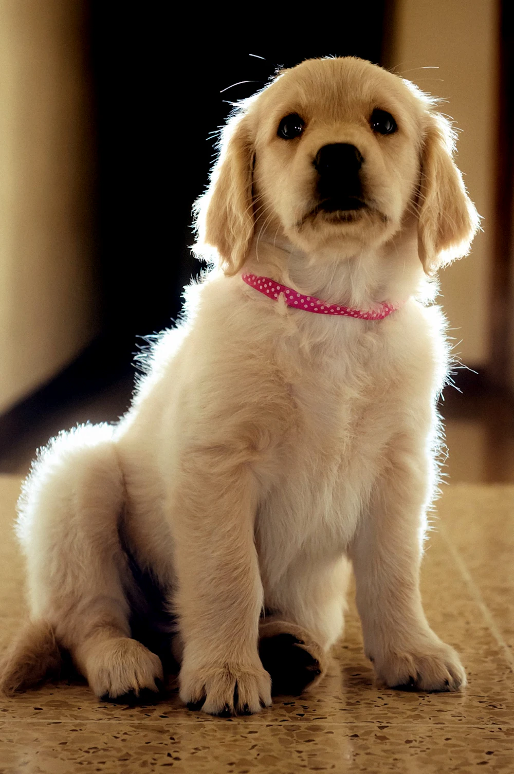 Rosie, a light gold female golden retriever puppy