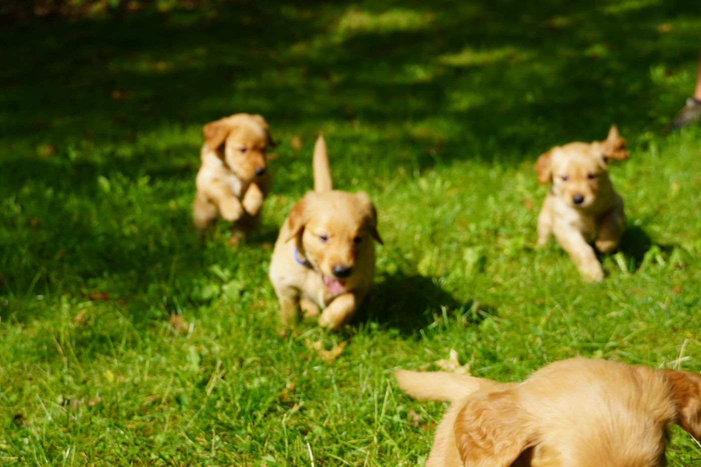 Golden retriever puppies running across a green lawn