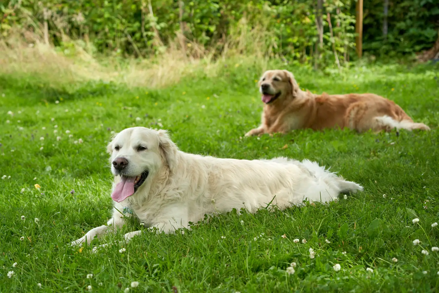 Two golden retrievers resting on a green lawn