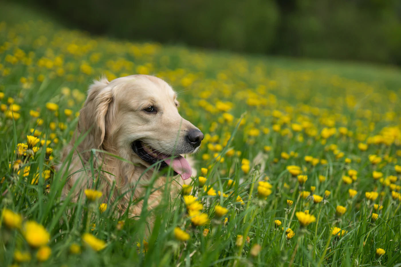 A golden retriever smiling in a meadow of yellow flowers